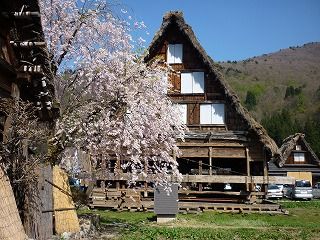 桜の白川郷の画像