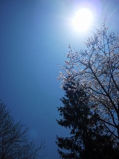 桜の白川郷の画像