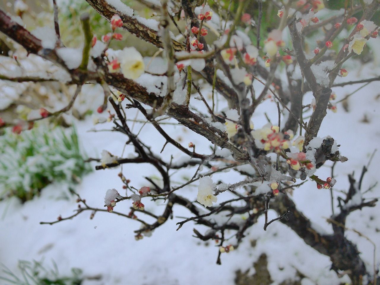 11日も大雪?の画像