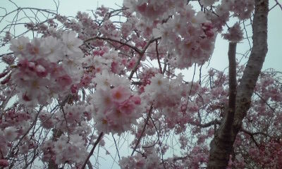3月29日(金)am9:00「桜の花をさがして」の画像