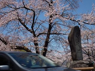 桜の白川郷の画像