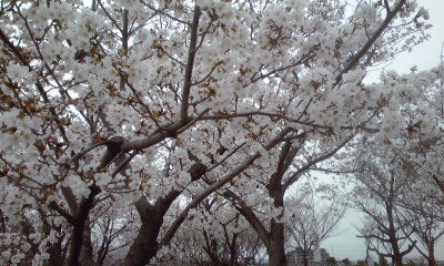 3月29日(金)am9:00「桜の花をさがして」の画像