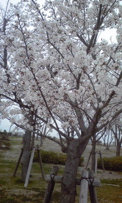 3月29日(金)am9:00「桜の花をさがして」の画像