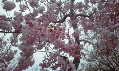 3月29日(金)am9:00「桜の花をさがして」の画像