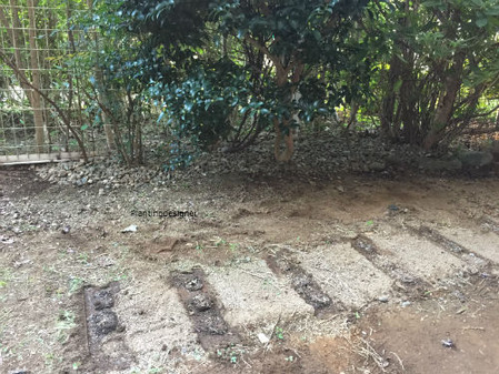 樹木下の整地