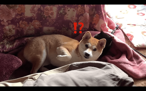 スクリーンショット 2019-02-04 14.39.20