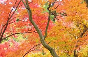 紅葉