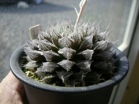 a64418c0.jpg