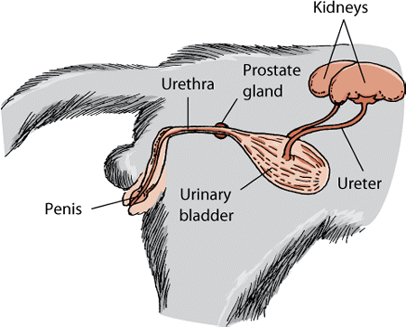 DDC_cat_male_urinary_system