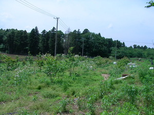 SANY0376