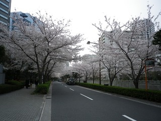 sakura_3