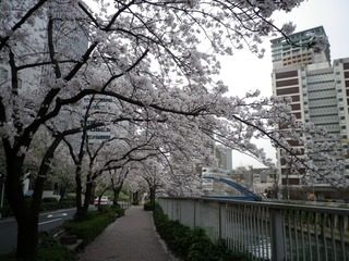 sakura_4