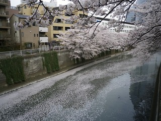 sakura_9