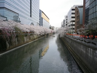 sakura_6