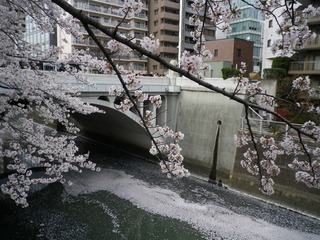 sakura_10