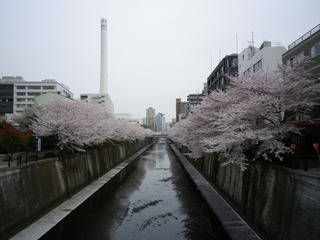 sakura_12