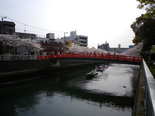 sakura_1