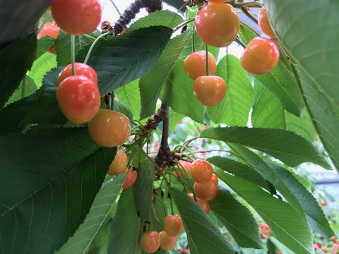 さくらんぼ③