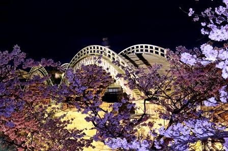 錦帯橋の夜桜2