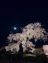kyoto2