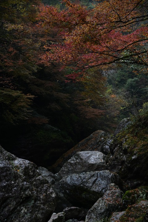 DSC_1686