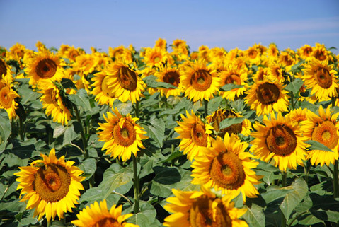 sun