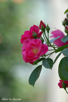 DSC_7863.JPG