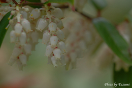 07-DSC_7328yo.JPG