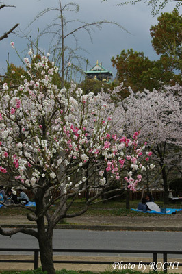 DSC_3437.JPG