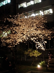 200904自炊部桜