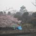 20090404大阪城雨の花見