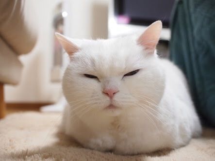 兎月あやね8