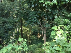 横須賀城 (11)