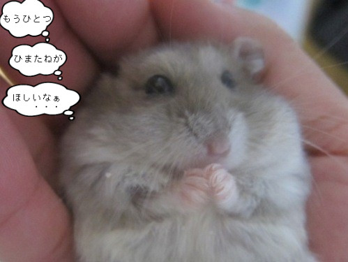 ちびハムくん