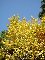 黄葉(円山公園)