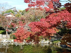 紅葉(円山公園)