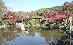 紅葉(円山公園)