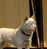 inu-4