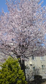 20100515114831