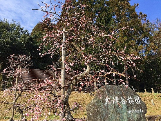 2017032029
