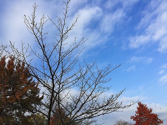 2016121306