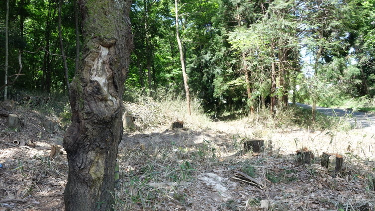 DSC00963