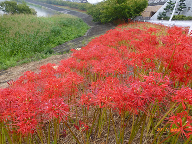 乙川畔の曼珠沙華3