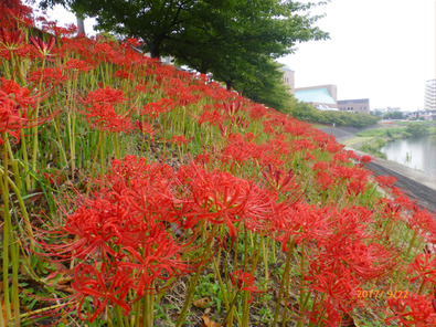乙川畔の曼珠沙華2