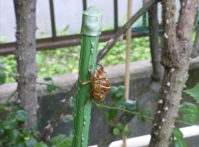 セミ 脱皮