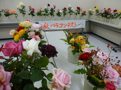 西尾秋バラ展会場