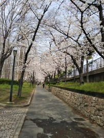 270x360桜アーチ109