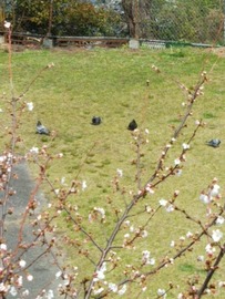 270x360桜と鳩106