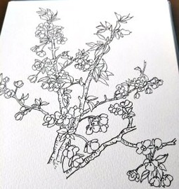 270x286線描き桜189