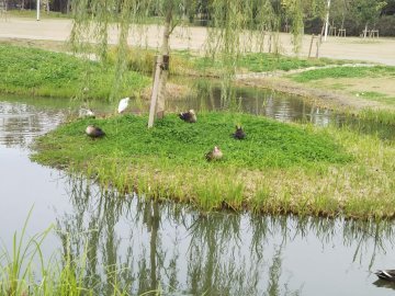 360x270芝生の鳥728